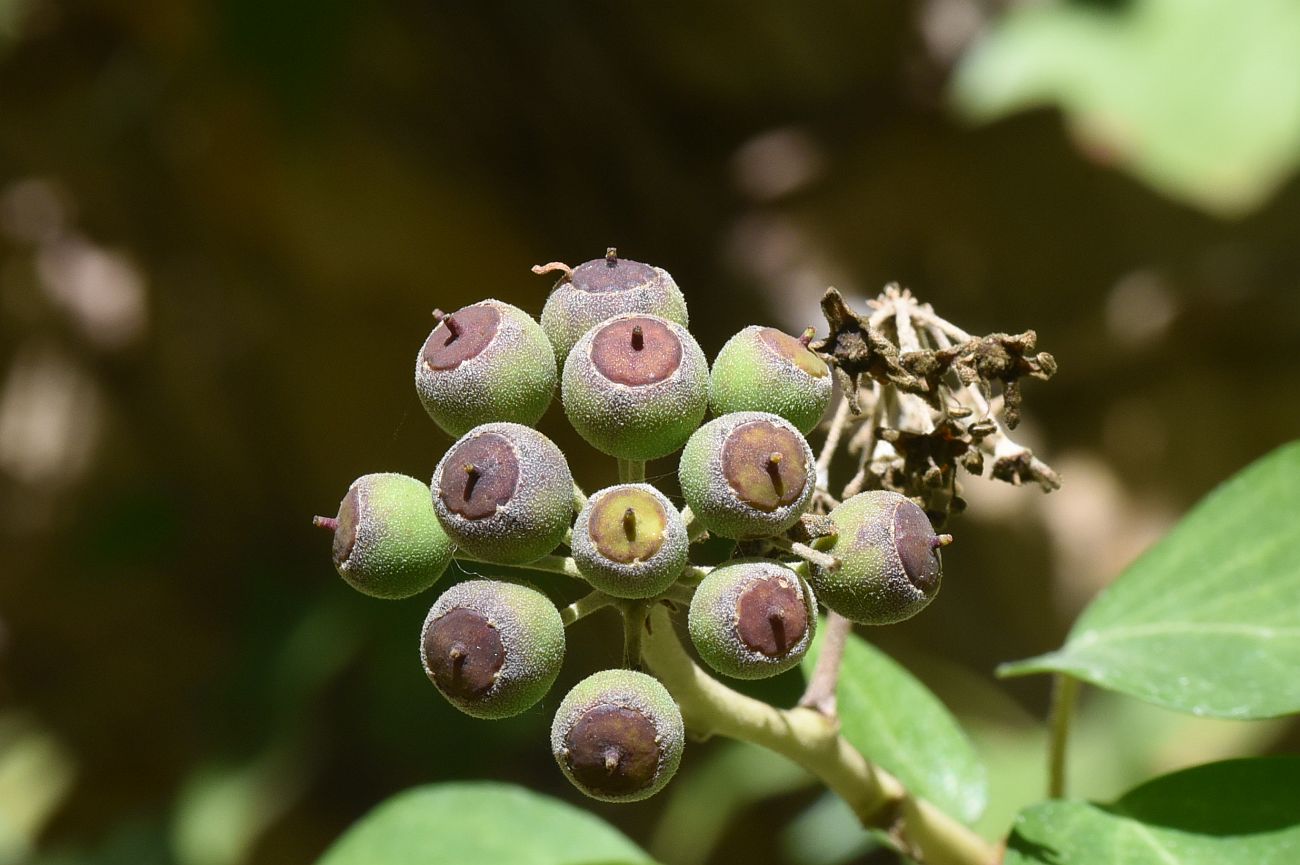 Image of Hedera colchica specimen.