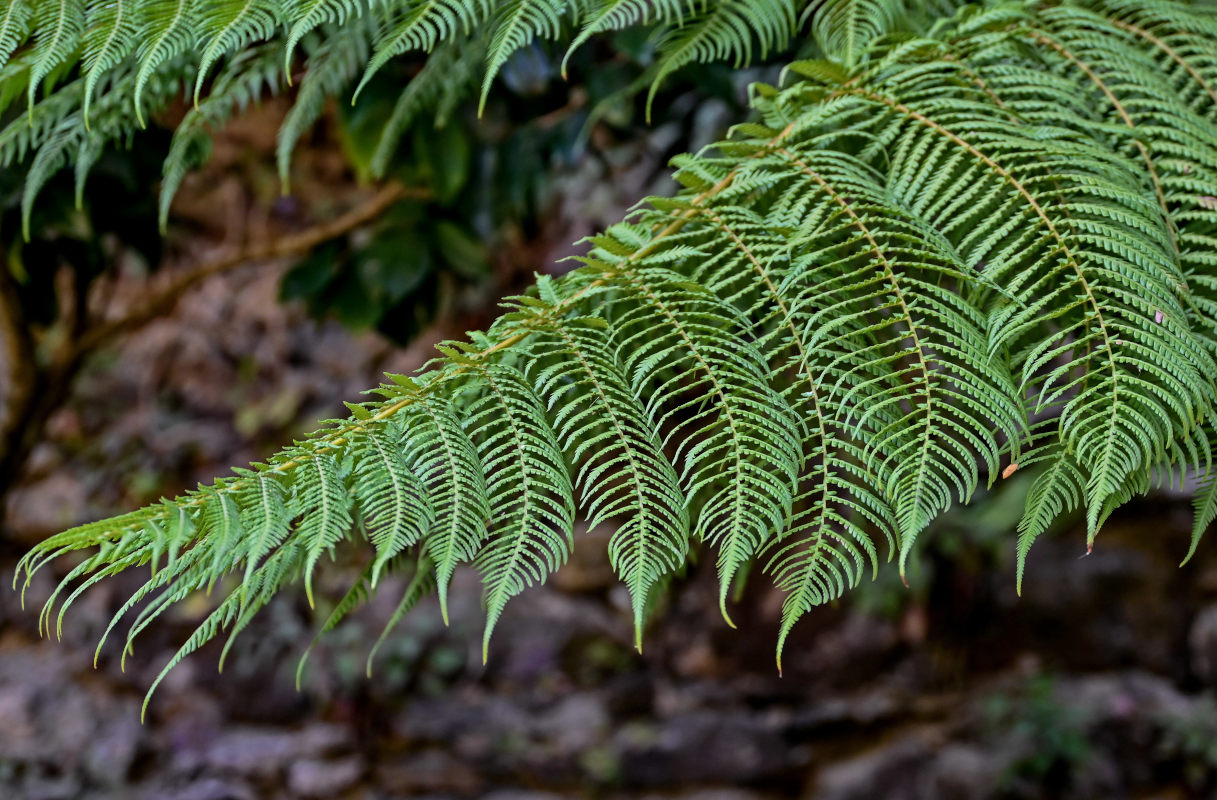 Image of Cyathea cooperi specimen.