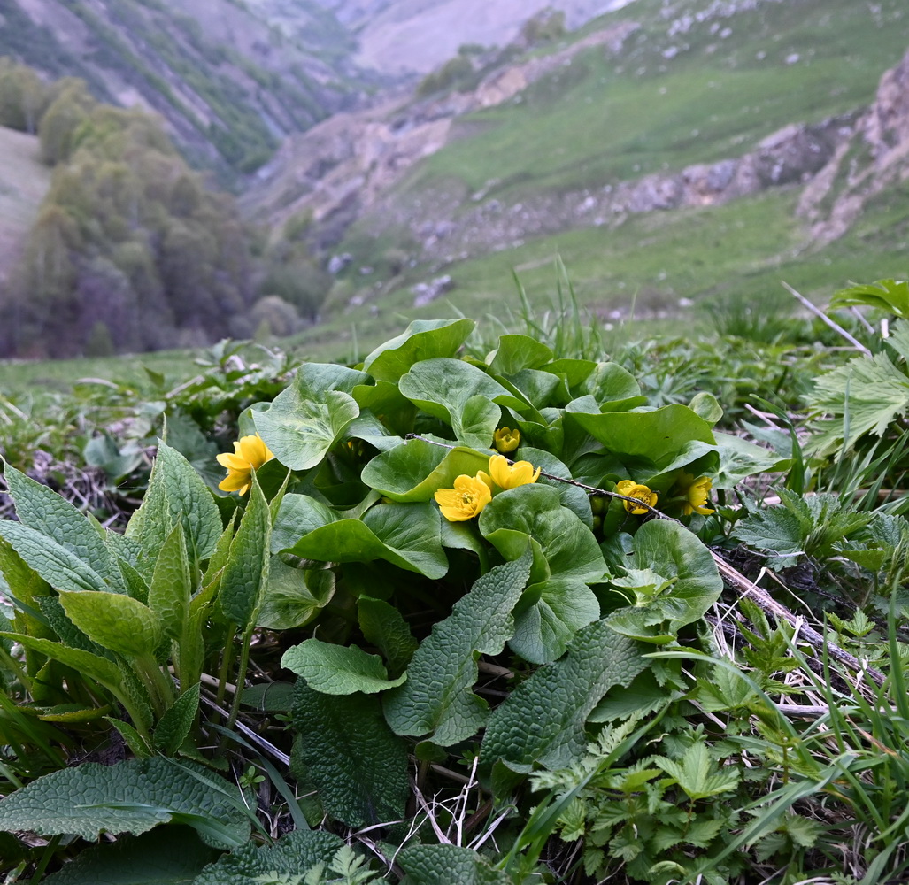 Image of Caltha polypetala specimen.