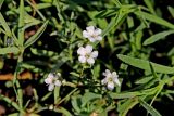 genus Gypsophila. Часть цветущего побега в росе. Белгородская обл., пос. Ракитное, ул. Сосновая, 2, в культуре. 27 июля 2022 г.