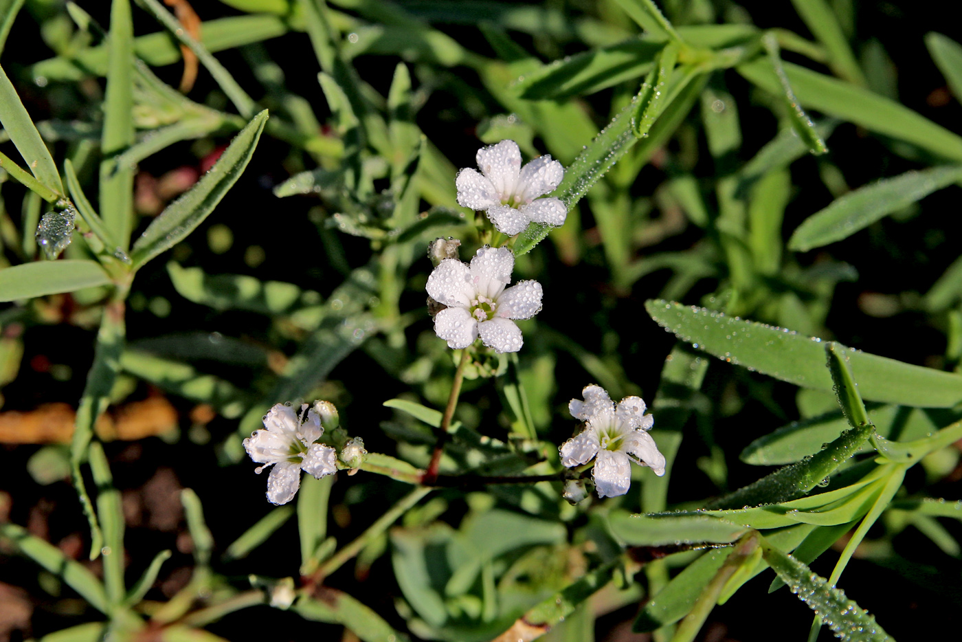 Image of genus Gypsophila specimen.