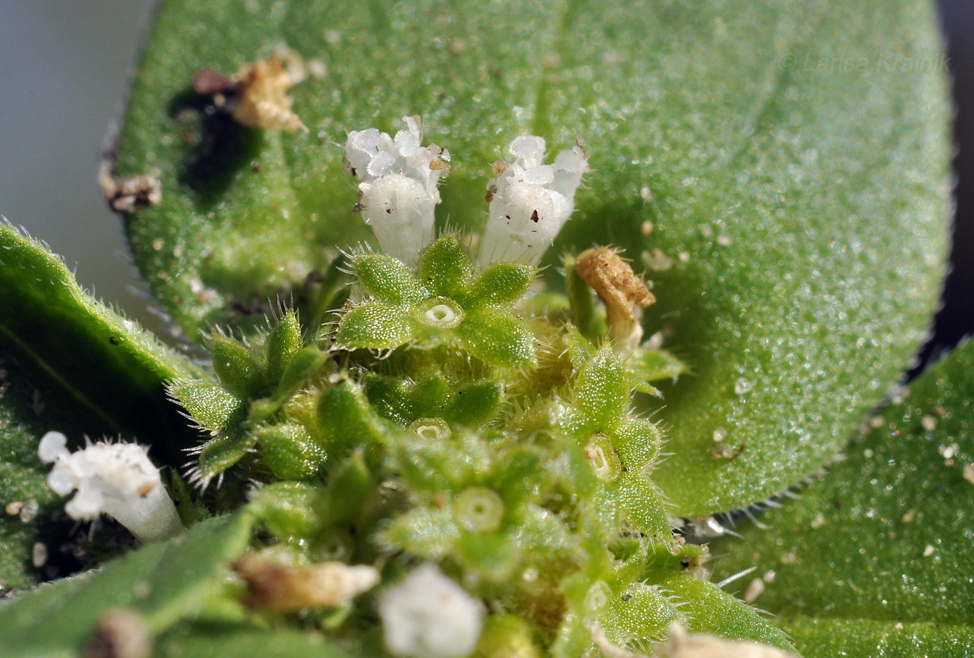 Изображение особи род Richardia.