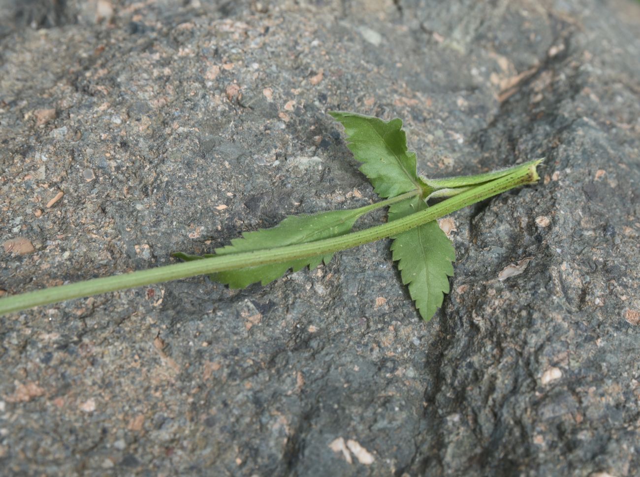 Image of familia Apiaceae specimen.