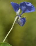 род Commelina. Верхушка аобега с цветком. Вьетнам, пров. Кханьхоа, окр. г. Нячанг, экопарк, двор возле хоз. построек. 14.03.2025.