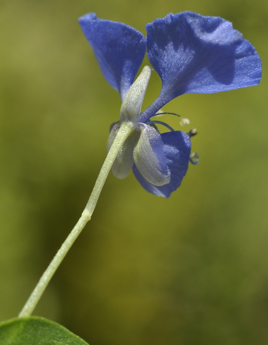 Изображение особи род Commelina.
