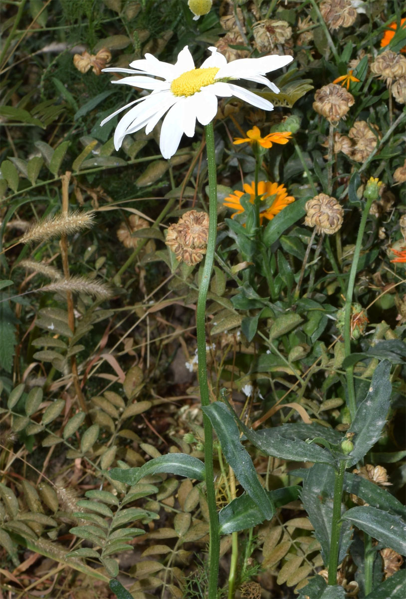Image of Leucanthemum maximum specimen.