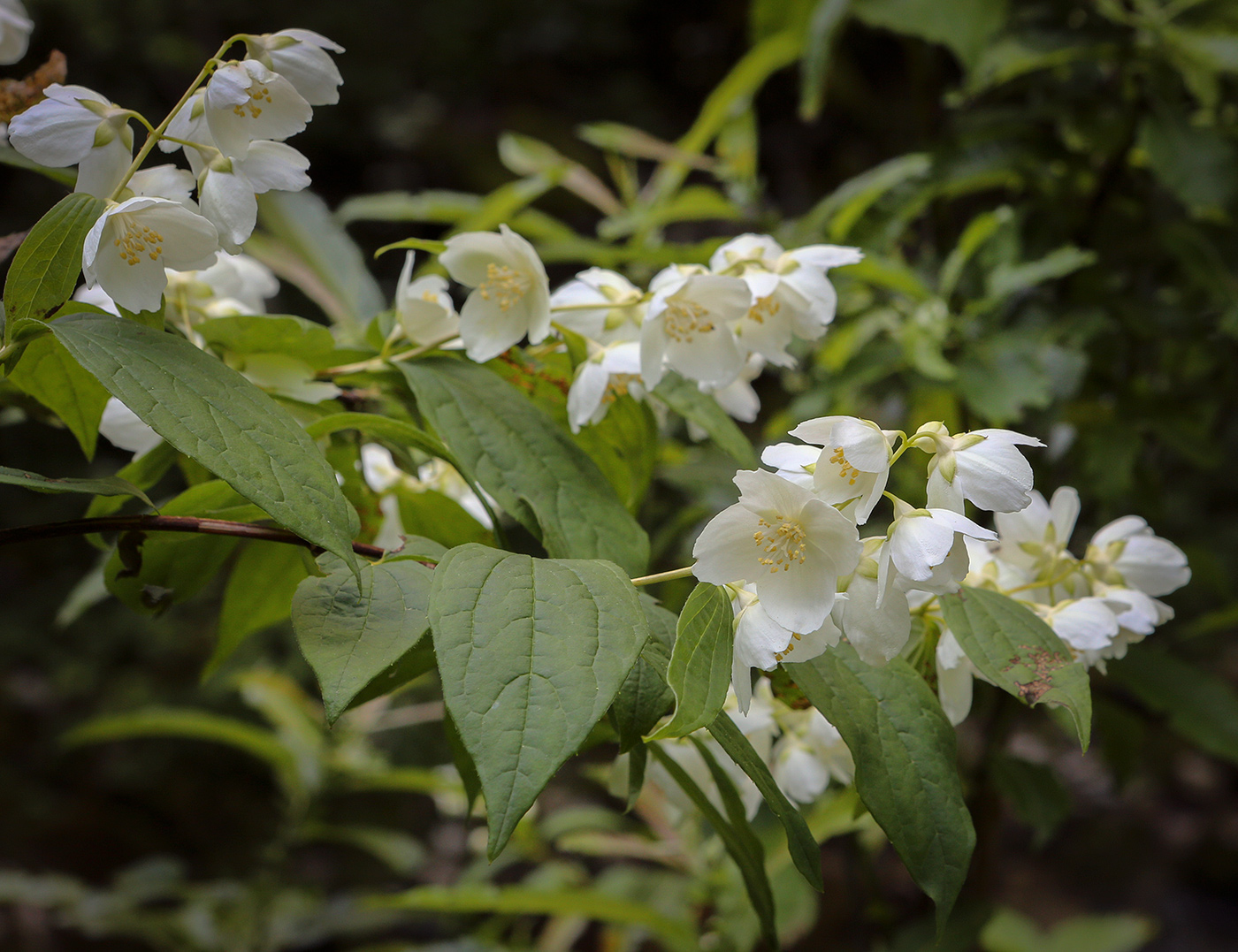 Image of Philadelphus caucasicus specimen.