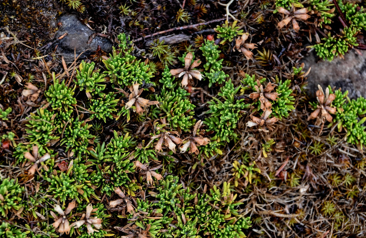 Изображение особи род Thymus.