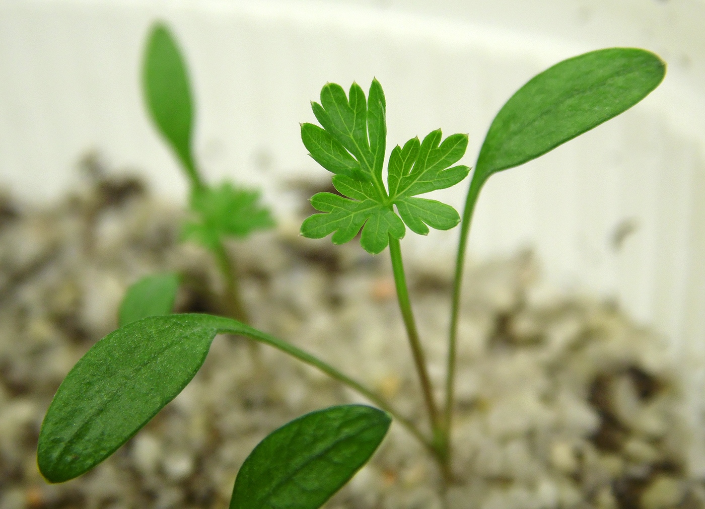Image of Cnidium dauricum specimen.