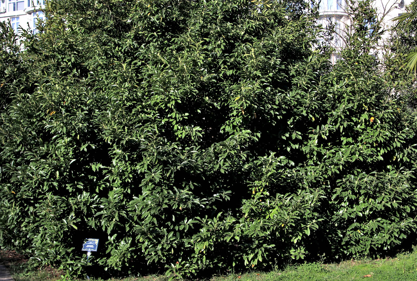 Изображение особи Lauro-cerasus officinalis.