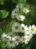 Pyrethrum corymbosum