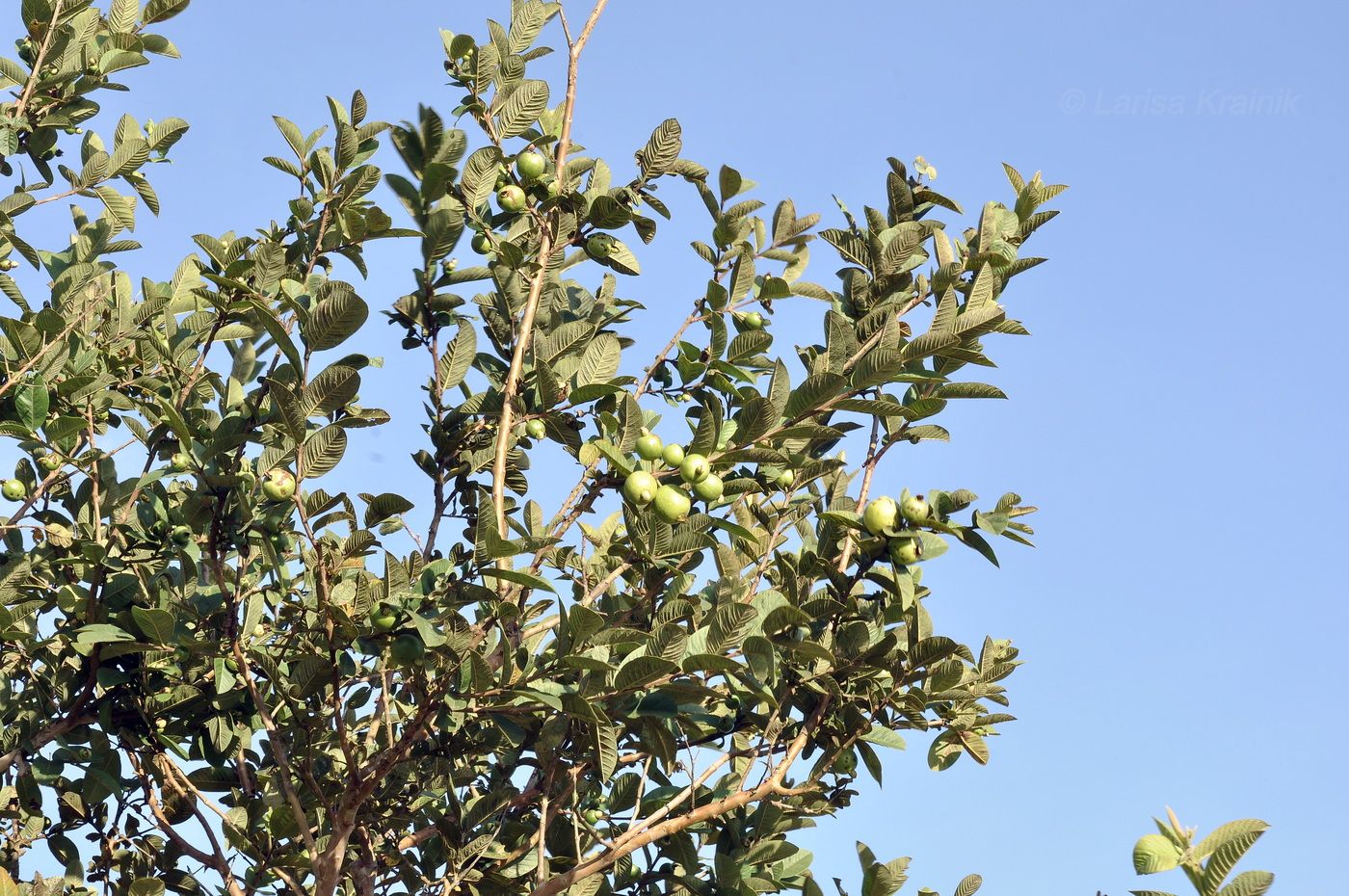 Image of genus Psidium specimen.