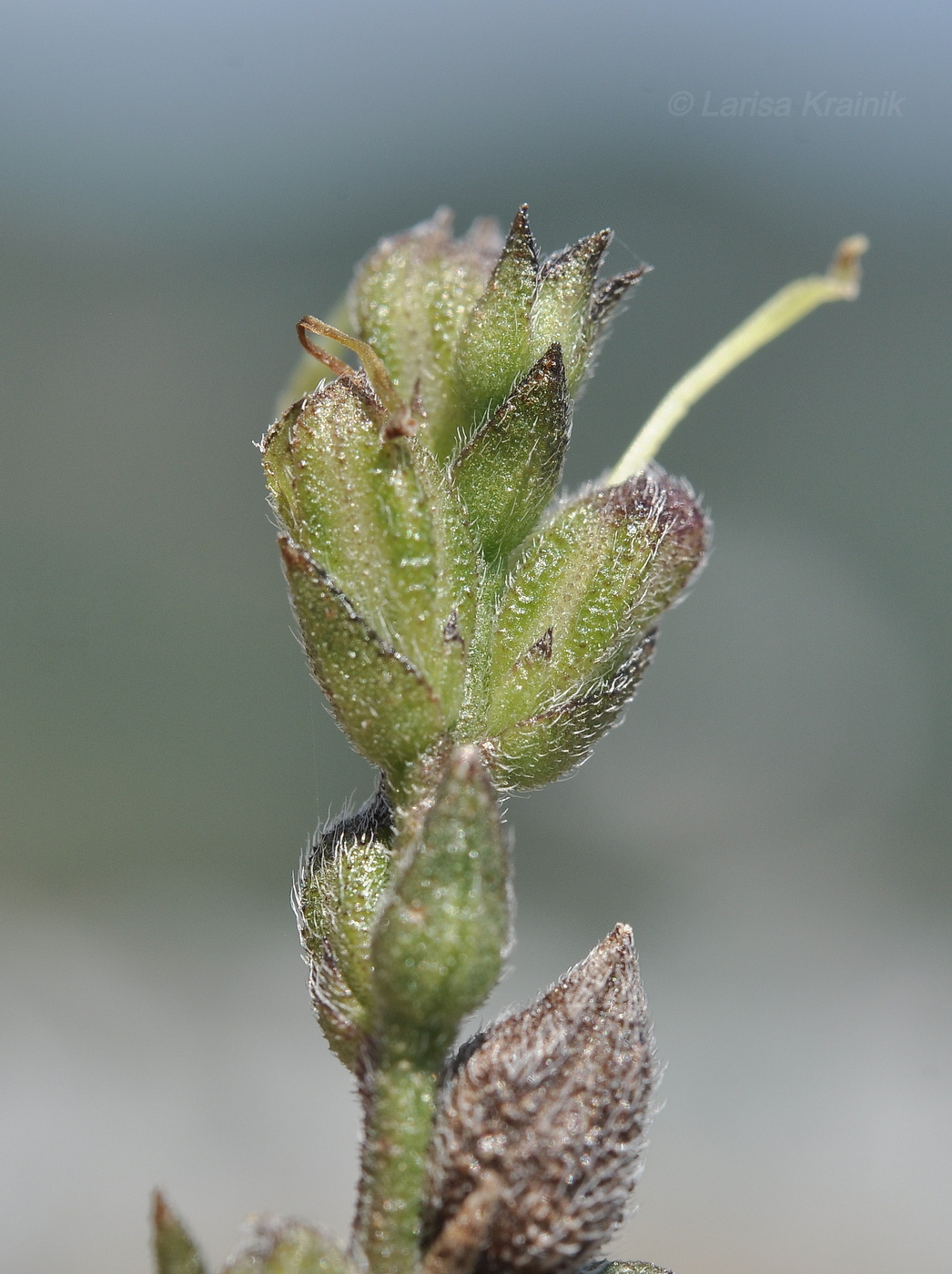 Изображение особи семейство Scrophulariaceae.