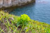Euphorbia komaroviana. Цветущее растение. Приморский край, Хасанский р-н, п-ов Брюса, приморский луг. 03.05.2026.
