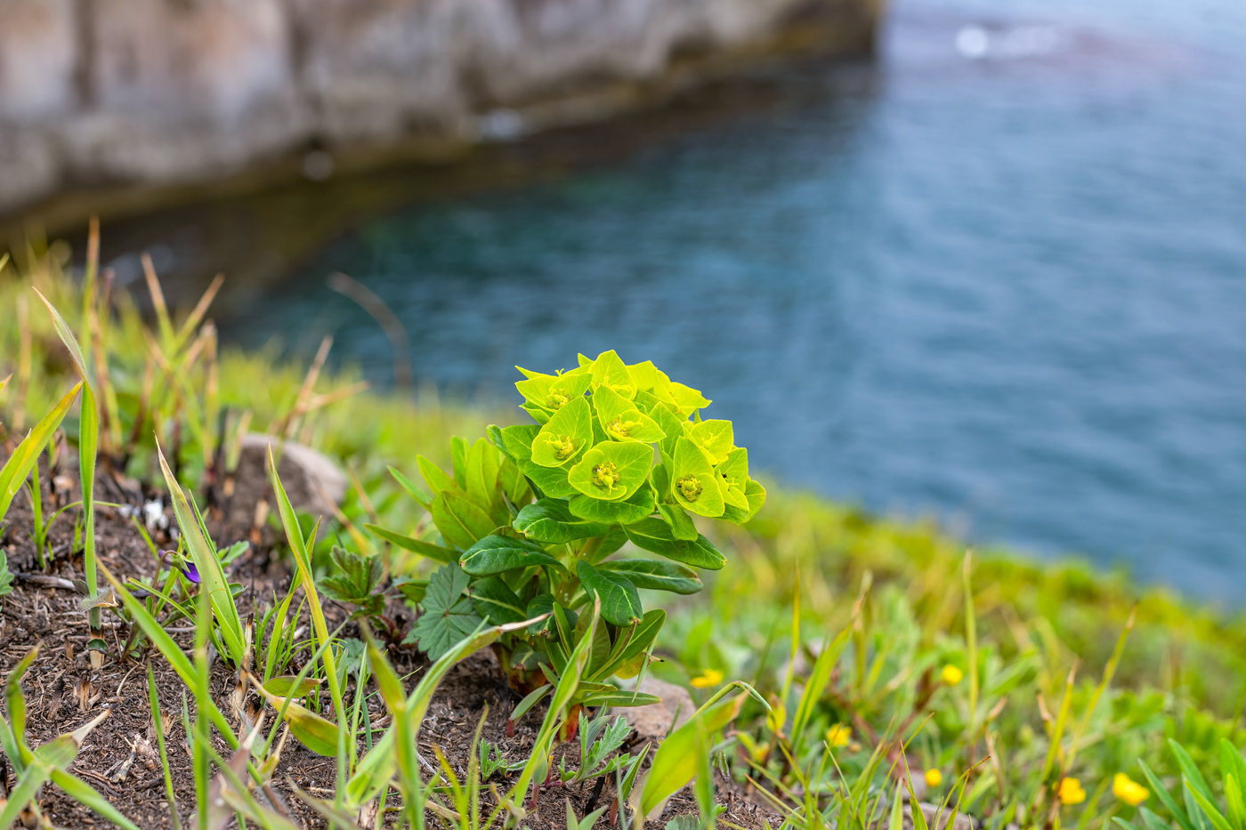 Image of Euphorbia komaroviana specimen.