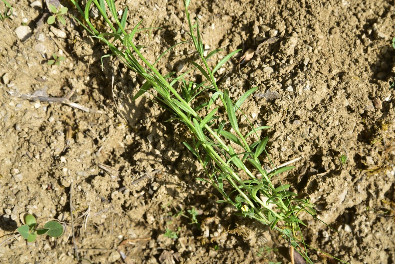 Image of Polygala major specimen.