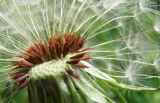 Taraxacum tenuilobum. Соплодие. Север Кубани, станица Шкуринская, придворовая территория. 05.05.2011.