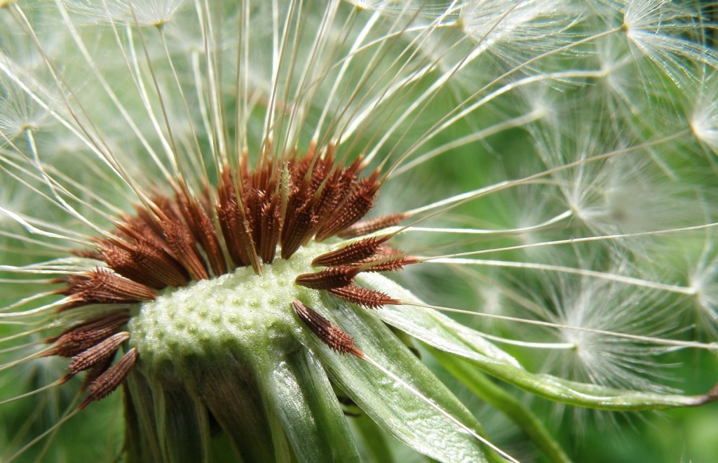 Изображение особи Taraxacum tenuilobum.