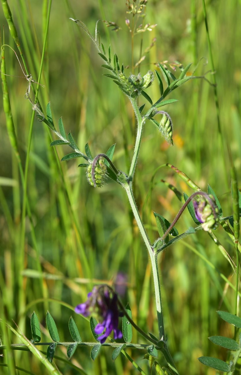 Image of genus Vicia specimen.