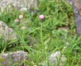 genus Carduus