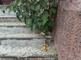 Datura stramonium variety tatula. Плодоносящее растение. Тверь ул. Чайковского. 10 августа 2026 года.