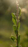 genus Spiraea