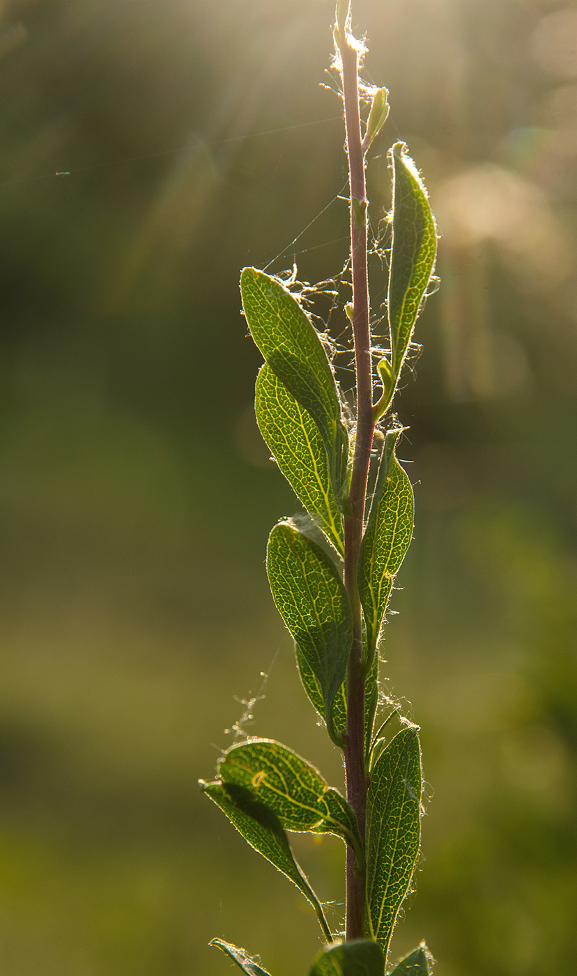 Image of genus Spiraea specimen.