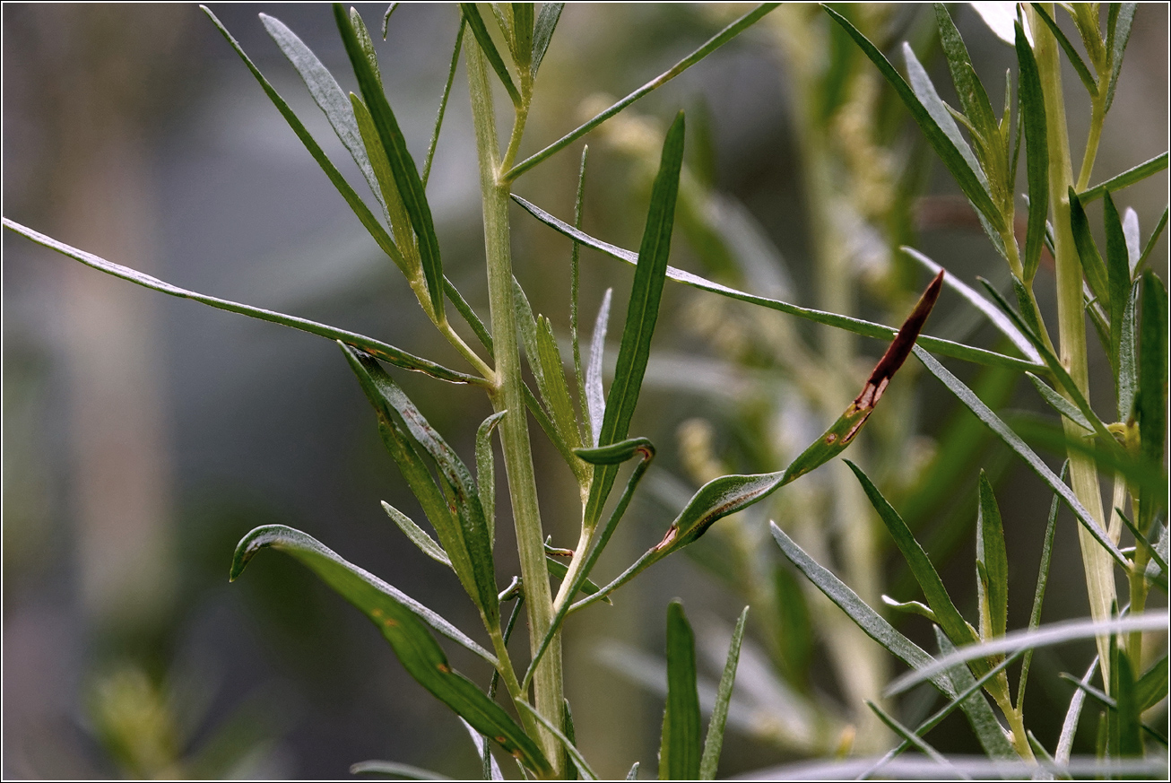 Image of Artemisia dracunculus specimen.