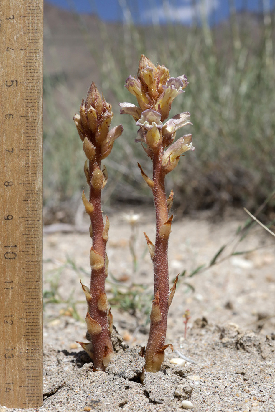 Изображение особи Orobanche grenieri.