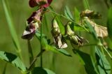 genus Lathyrus. Часть соцветия. Турция, ил Артвин, окр. храма Отхта, луг, у тропы. 13 июня 2026 г.