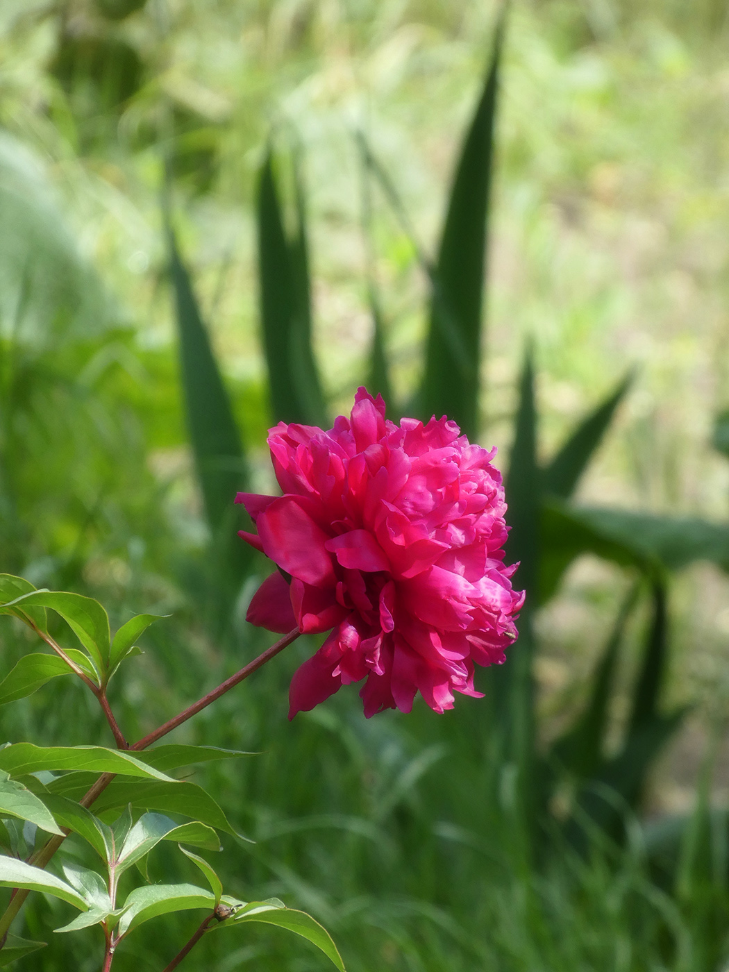 Image of Paeonia lactiflora specimen.