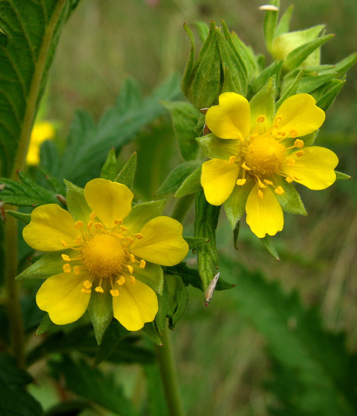 Image of Potentilla longifolia specimen.