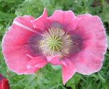 Papaver somniferum. Цветок. Калининградская обл., Славский р-н, у просёлочной дороги. 12 июля 2009 г.