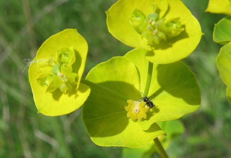 Изображение особи Euphorbia virgata.