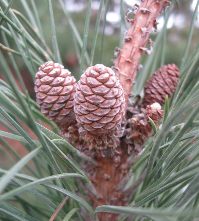 Изображение особи Pinus pallasiana.