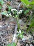 Sanicula europaea