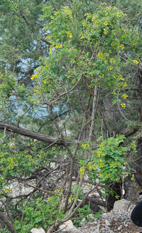 Image of Hippocrepis emeroides specimen.