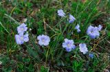 Linum marschallianum