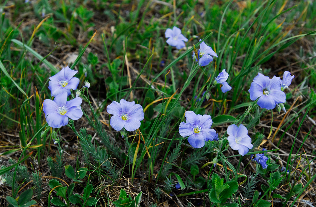 Изображение особи Linum marschallianum.