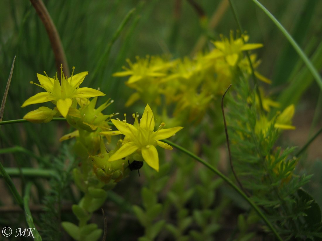 Изображение особи Sedum acre.
