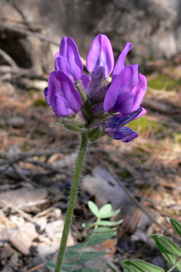 Изображение особи Oxytropis ivdelensis.