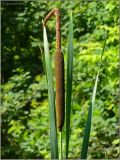 Typha &times; glauca
