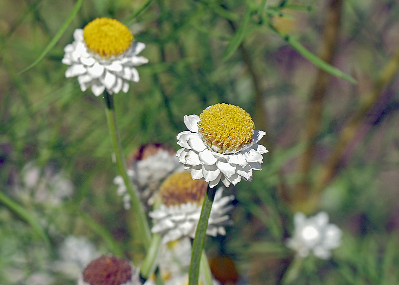 Image of Ammobium alatum specimen.