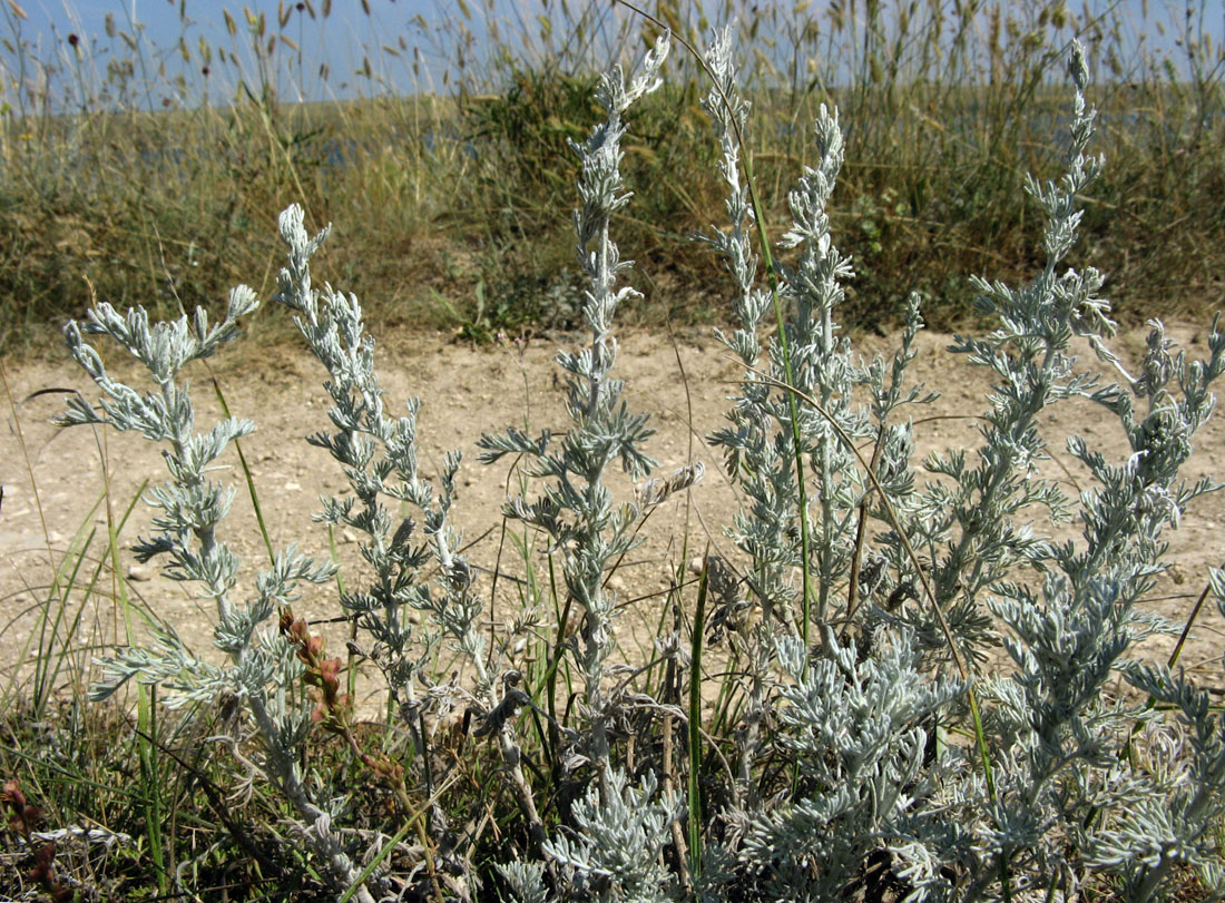 Изображение особи Artemisia taurica.