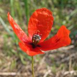 Papaver laevigatum. Цветок. Украина, Донецкая обл., Кривая коса, песчано-ракушечниковая терраса, НПП \"Меотида\". 08.05.2011.