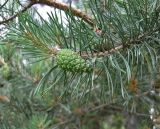 Pinus sylvestris