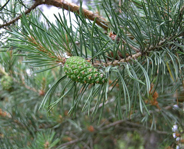 Изображение особи Pinus sylvestris.