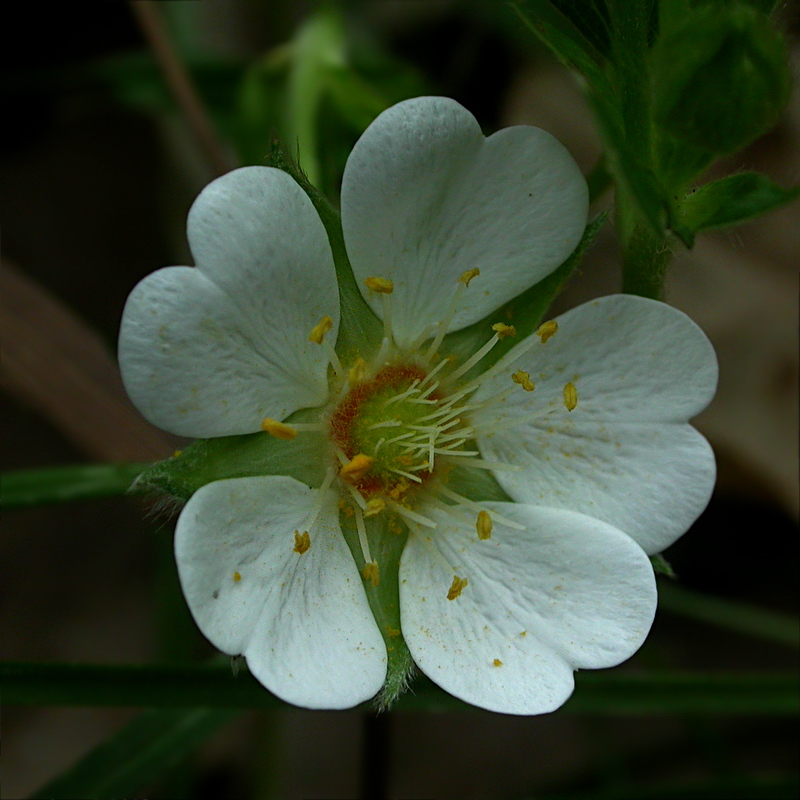 Image of Potentilla alba specimen.