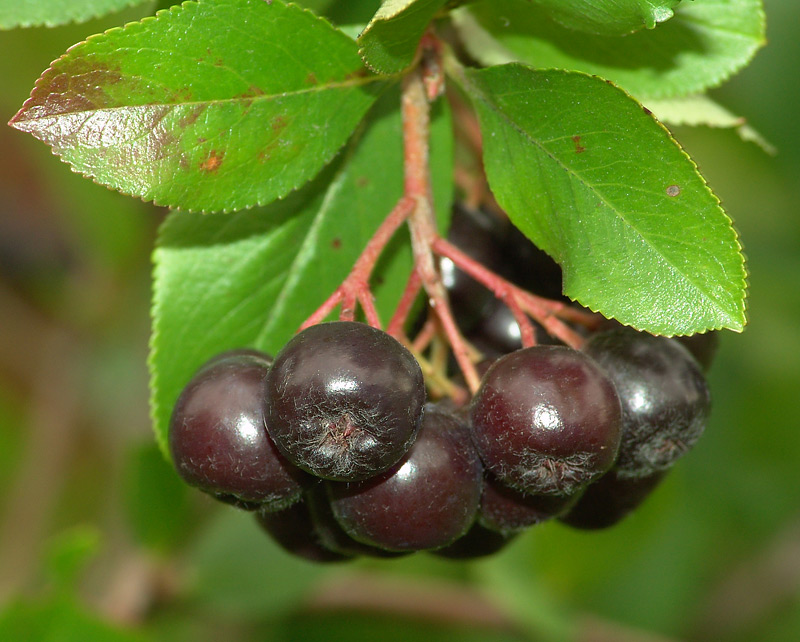 Image of &times; Sorbaronia mitschurinii specimen.