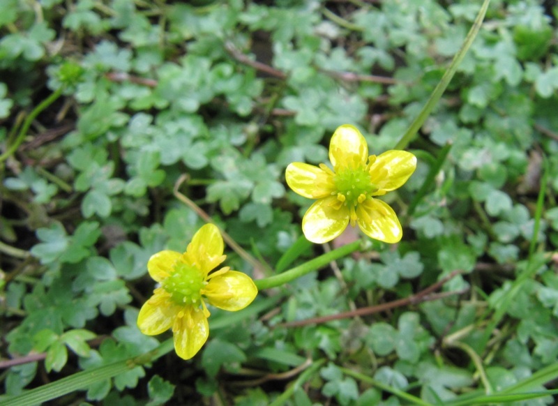 Image of Ranunculus gmelinii specimen.